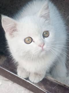 Persian kitten