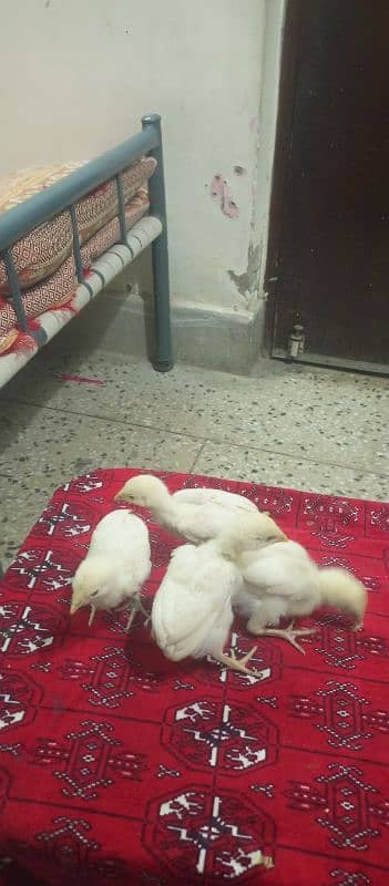 White Heera ka cheks For sale hen. 2