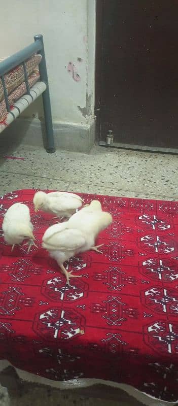 White Heera ka cheks For sale hen. 3