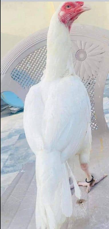 White Heera ka cheks For sale hen. 5