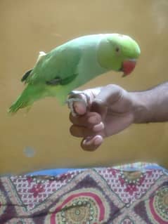 Green Parrot