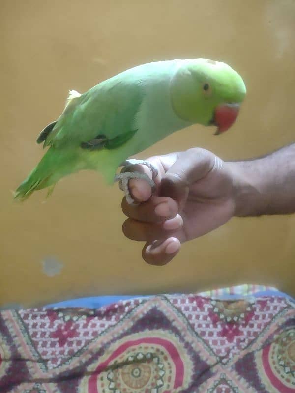 Green Parrot 0