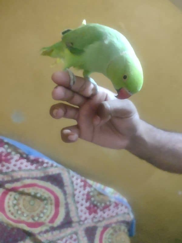 Green Parrot 1