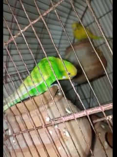 Budgies Breeder Pairs 4