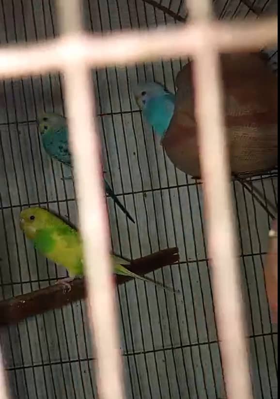 Budgies Breeder Pairs 4 1