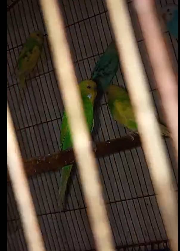 Budgies Breeder Pairs 4 2