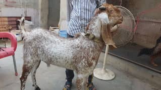 MAKHA CHENNI BAKRA FOR SALE 2 DAANT