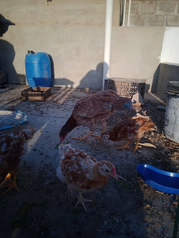 Healthy and Active Hen with chicks. . exchange possible with Fawn Java 1