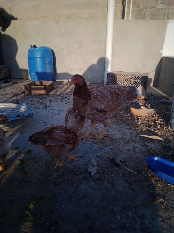 Healthy and Active Hen with chicks. . exchange possible with Fawn Java 2