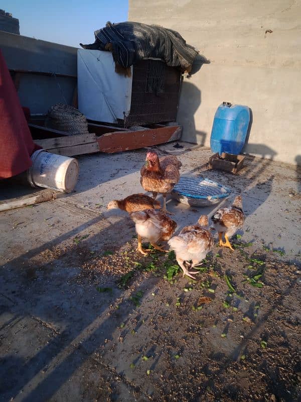 Healthy and Active Hen with chicks. . exchange possible with Fawn Java 3