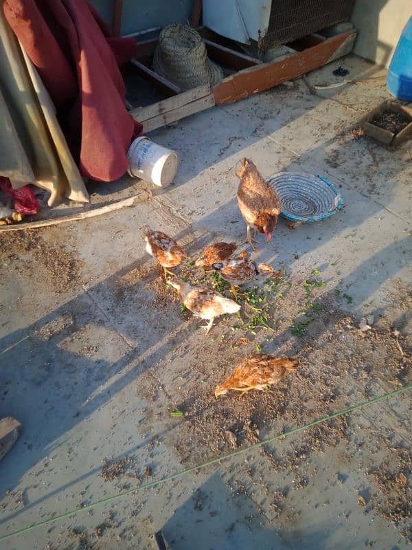 Healthy and Active Hen with chicks. . exchange possible with Fawn Java 4