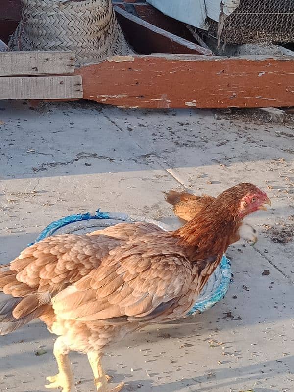 Healthy and Active Hen with chicks. . exchange possible with Fawn Java 5