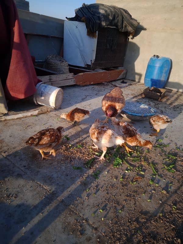 Healthy and Active Hen with chicks. . exchange possible with Fawn Java 8