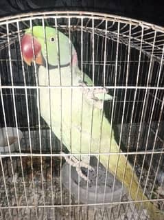 raw parrot male