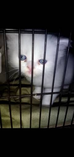 white Persian kittens available long cod for sale only serious buyers