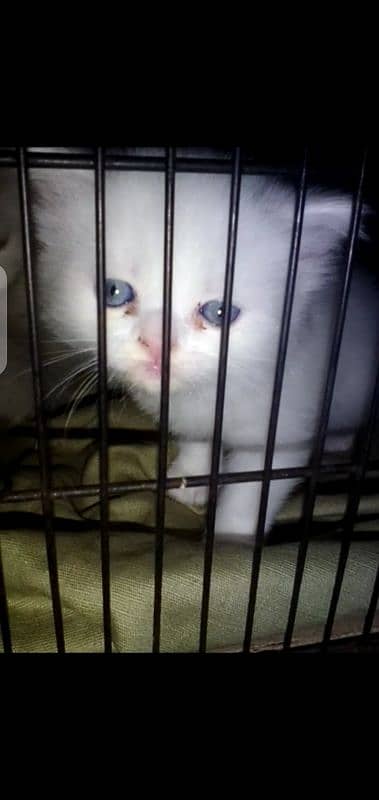 white Persian kittens available long cod for sale only serious buyers 0