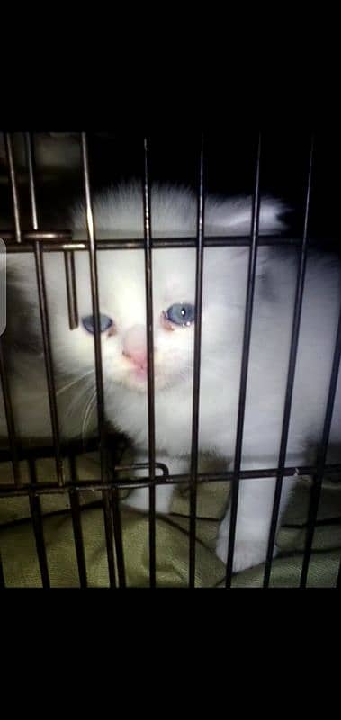 white Persian kittens available long cod for sale only serious buyers 1