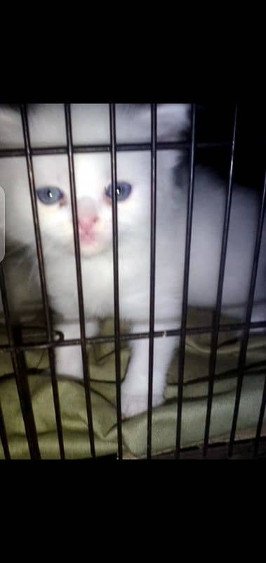 white Persian kittens available long cod for sale only serious buyers 2