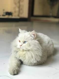 Persian Cat