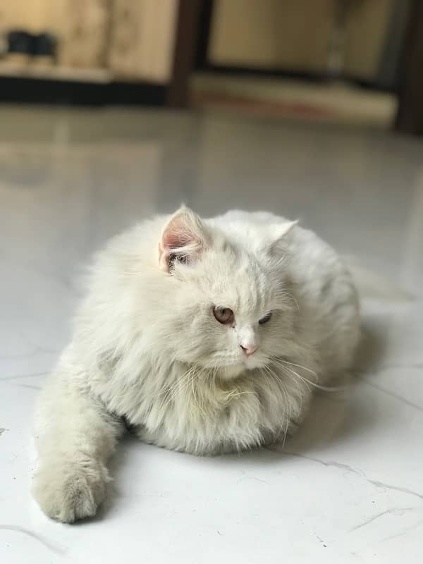 Persian Cat 1