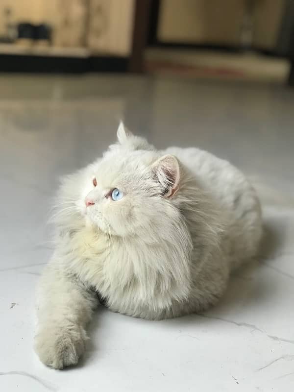 Persian Cat 2