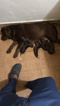 Labrador chocolate puppies