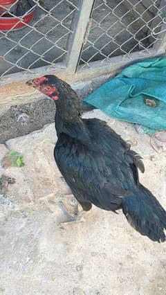 Aseel thai cross madi black hens