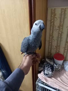 grey parrot self baby 4 sale