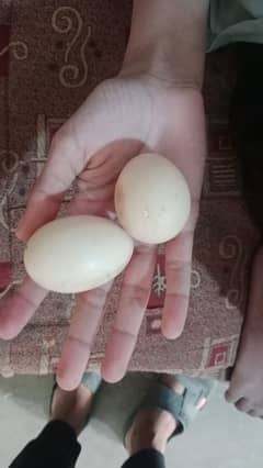 need eggs hatching on rent