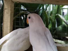 albino confirm split eno love bird