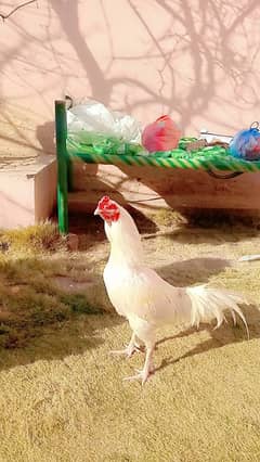 Assel hera chicks for sale