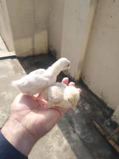 Assel hera chicks for sale