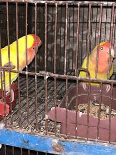 common Lutino red eyes 100% breed / love birds / red eyes