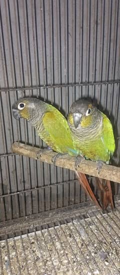 breeder pair