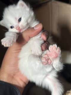 i want to sale kitten