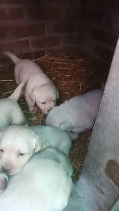 Top quality Puppies Age 35 Day