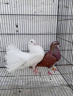 Fancy pigeons for sale