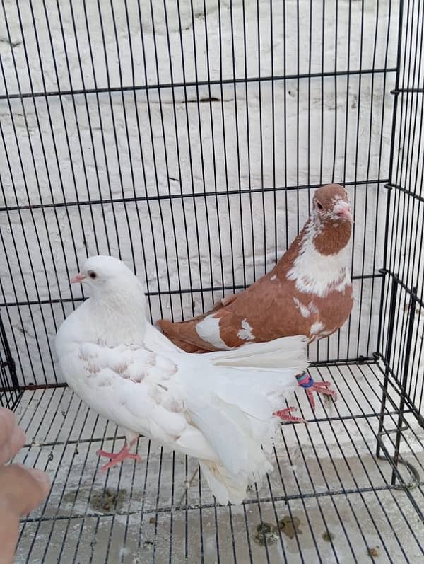 Fancy pigeons for sale 1