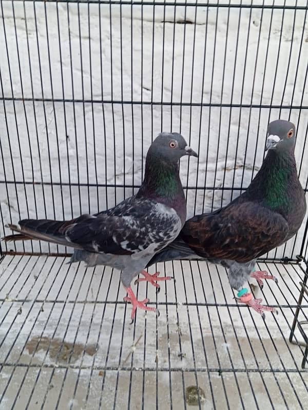 Fancy pigeons for sale 2