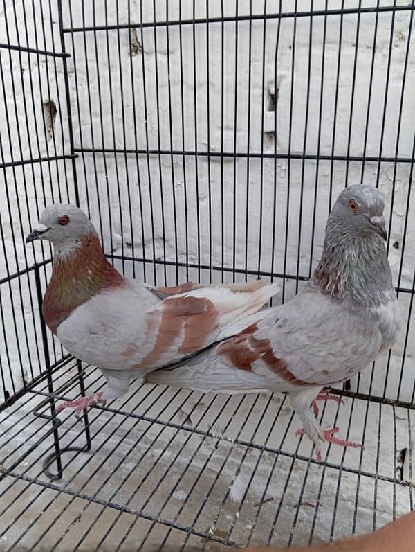 Fancy pigeons for sale 3