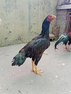 healthy and active pair hy 1 male or 2 female ka set  hy Breeder hy