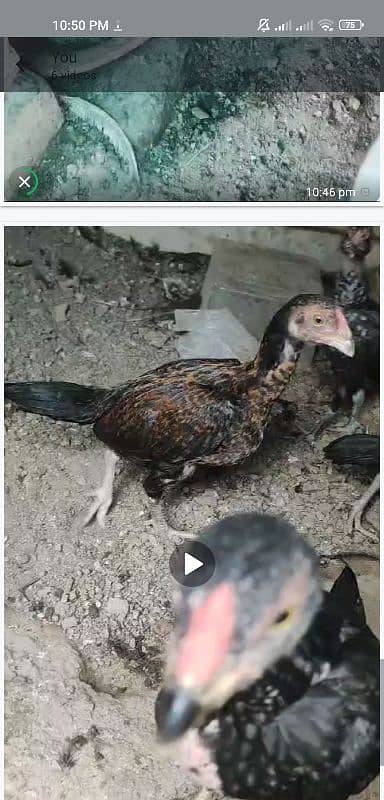 aseel chicks age 4 to 6 month 1