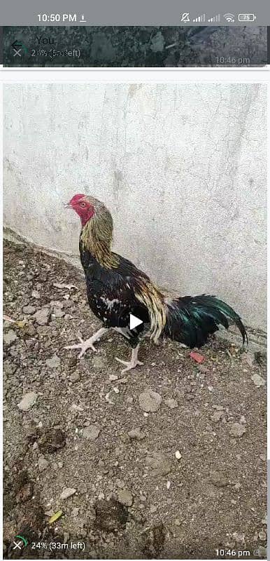aseel chicks age 4 to 6 month 3