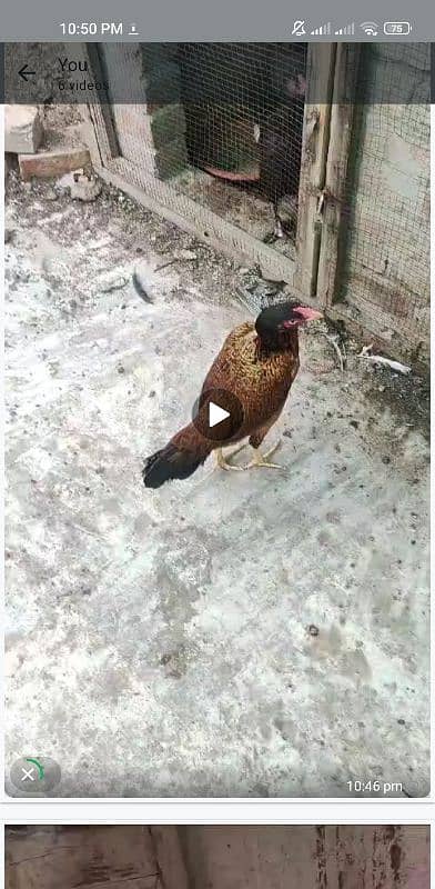 aseel chicks age 4 to 6 month 6