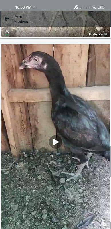 aseel chicks age 4 to 6 month 8