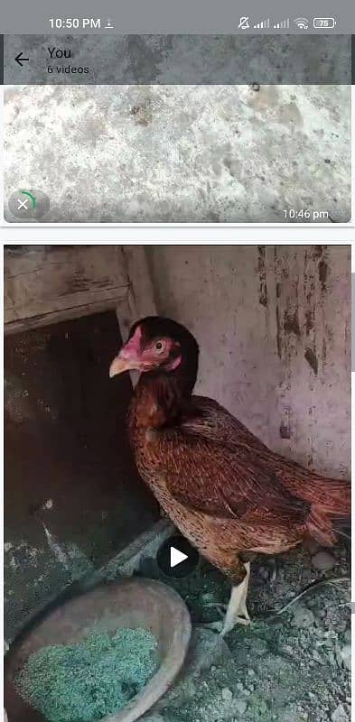 aseel chicks age 4 to 6 month 9