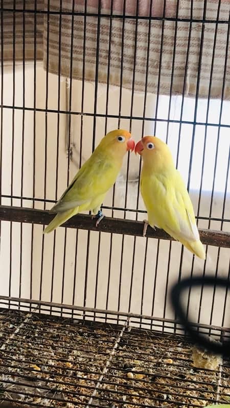 Raw Breeder pair 3