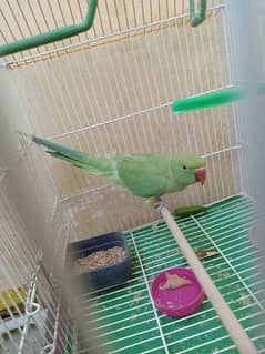 Female green parrot with cage