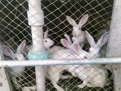 Male Rabbit for sale