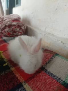 Angora